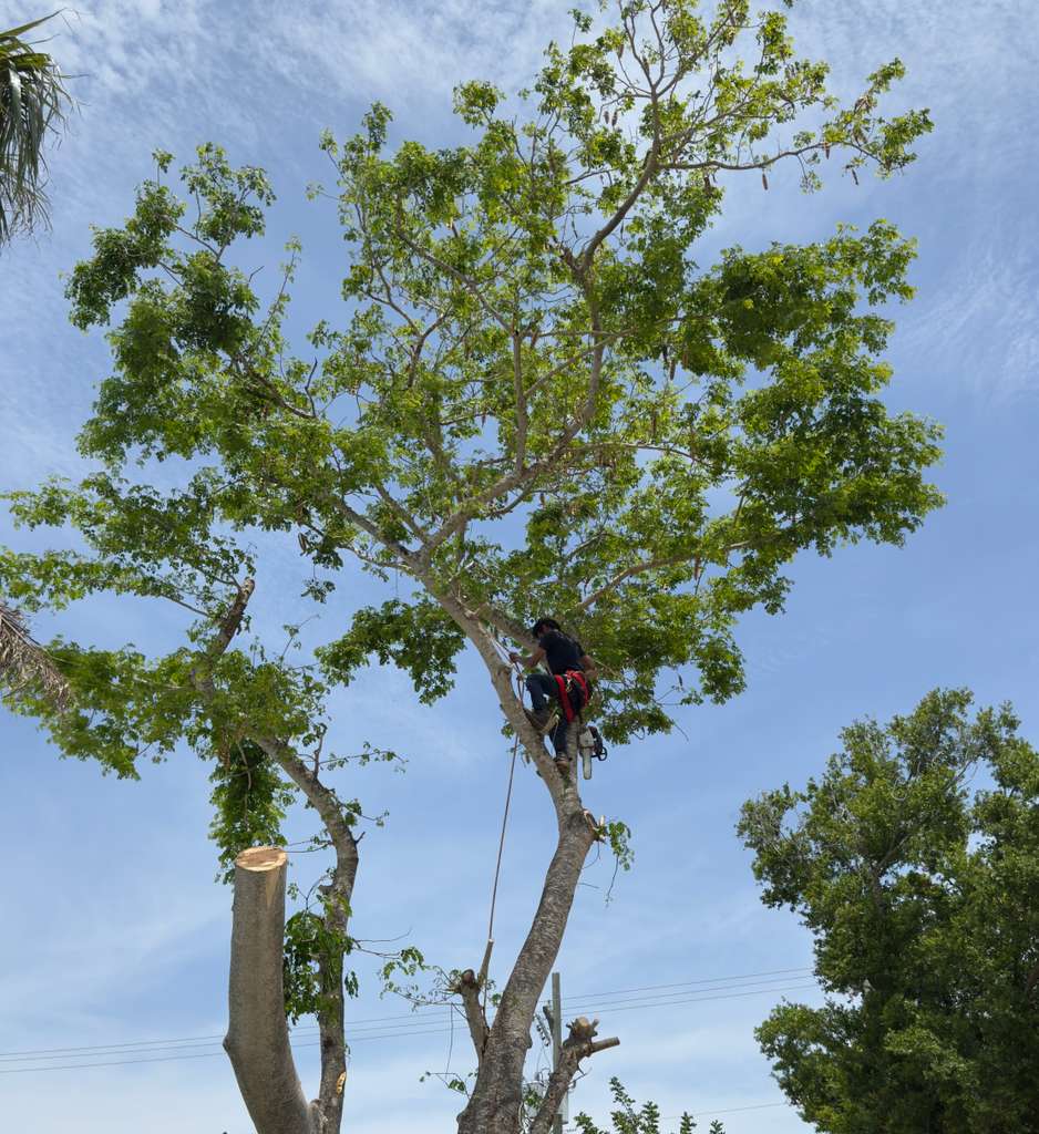Palm trimming and tree service